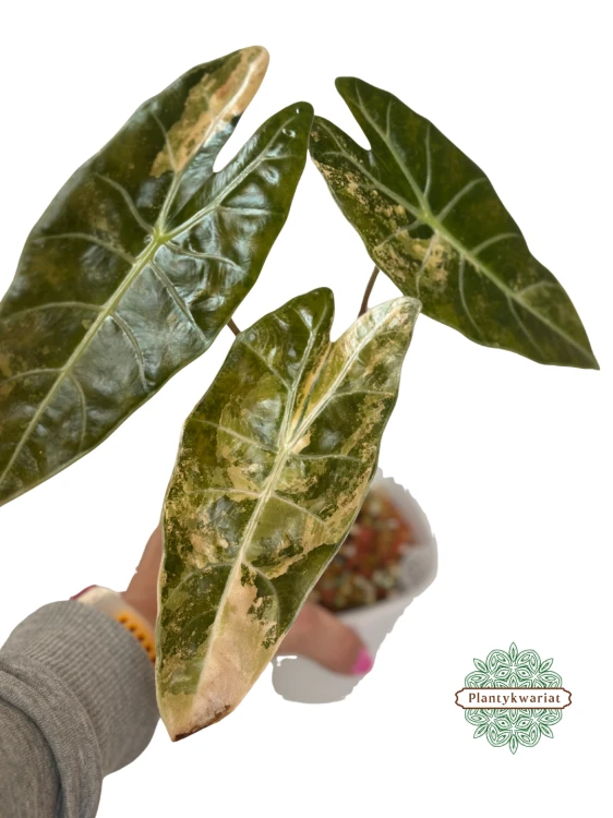 Alokazja (Alocasia) Black Satun Aurea