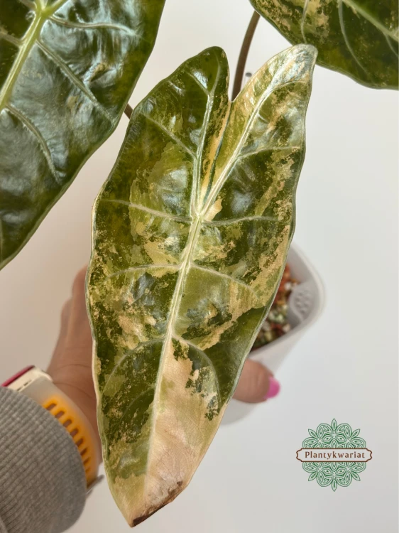 Alokazja (Alocasia) Black Satun Aurea