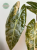 Alokazja (Alocasia) Black Satun Aurea