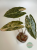 Alokazja (Alocasia) Black Satun Aurea