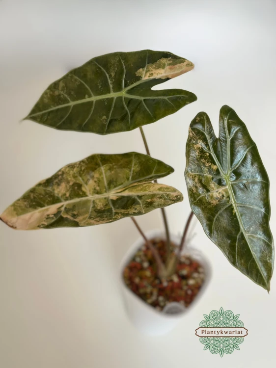 Alokazja (Alocasia) Black Satun Aurea