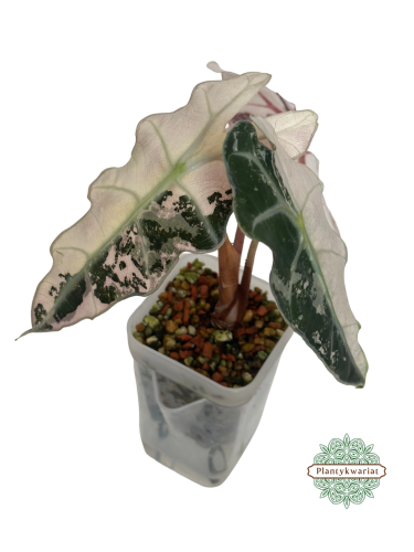 Alokazja (Alocasia) Polly Pink Variegata