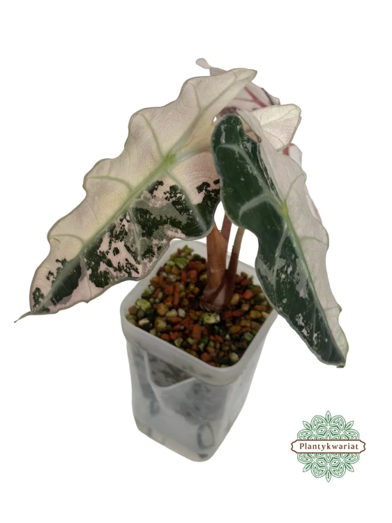 Alokazja (Alocasia) Polly Pink Variegata