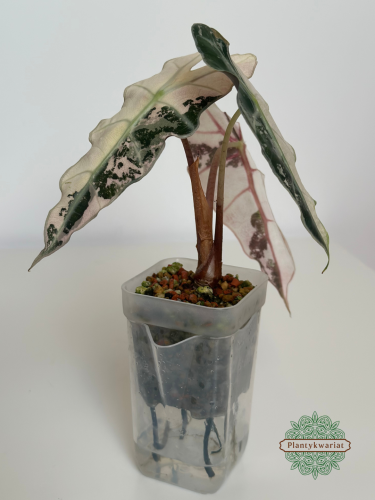 Alokazja (Alocasia) Polly Pink Variegata