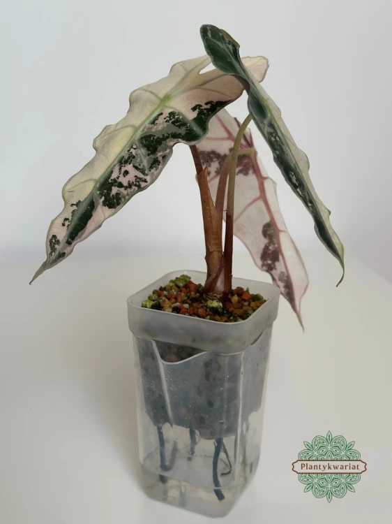 Alokazja (Alocasia) Polly Pink Variegata