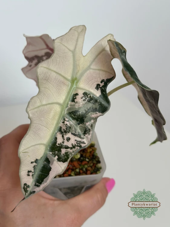 Alokazja (Alocasia) Polly Pink Variegata