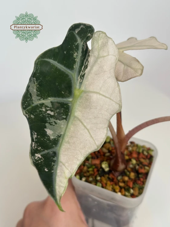 Alokazja (Alocasia) Polly Pink Variegata