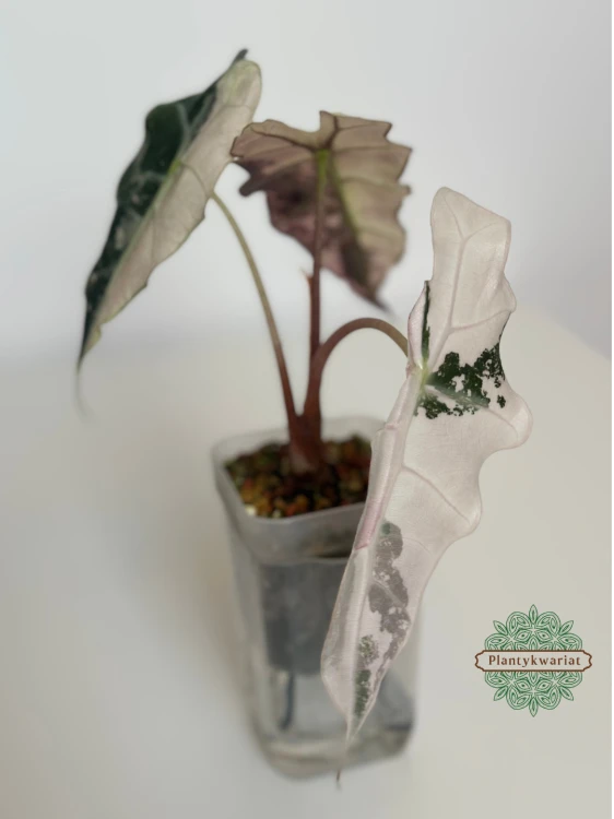 Alokazja (Alocasia) Polly Pink Variegata