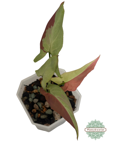 Syngonium Orm Nagpum Variegata