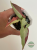 Syngonium Orm Nagpum Variegata