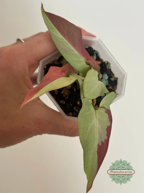 Syngonium Orm Nagpum Variegata