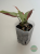 Syngonium Orm Nagpum Variegata
