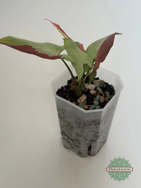 Syngonium Orm Nagpum Variegata