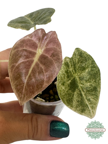Alokazja (Alocasia) Golden Bone Pink Splash