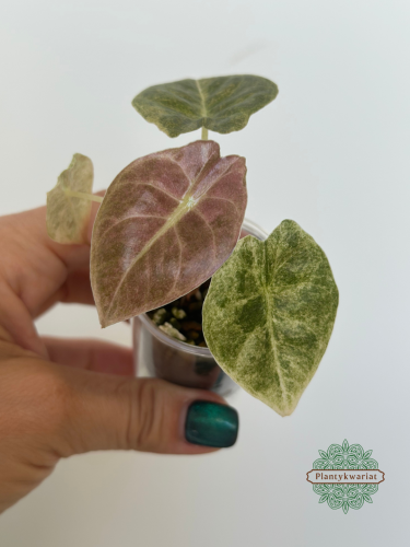 Alokazja (Alocasia) Golden Bone Pink Splash