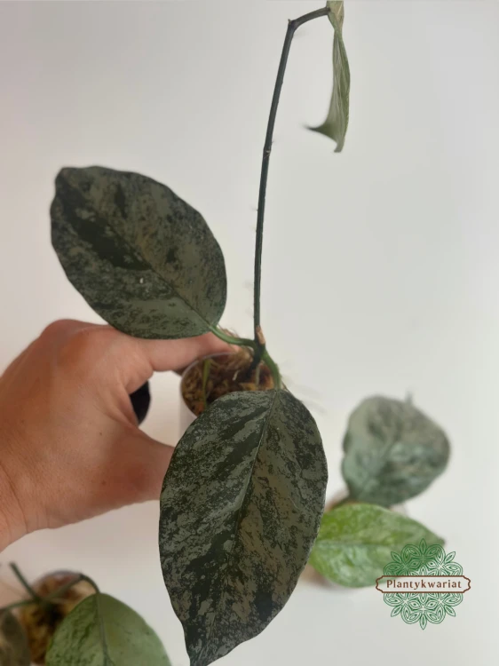 Hoja (Hoya) Coriacea Silver