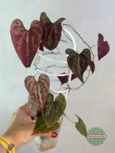 Dioscorea Discolor