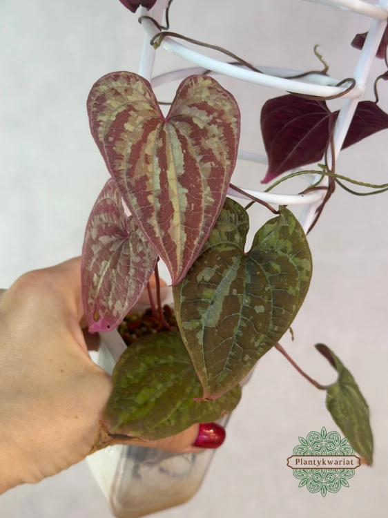 Dioscorea Discolor