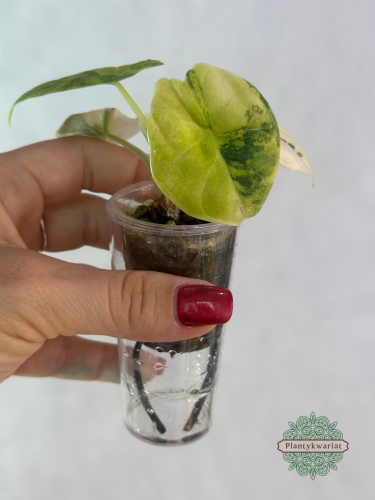 Alokazja (Alocasia) melo aurea variegata