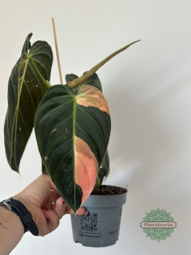 Filodendron (Philodendron) Melanochrysum Variegata Orange