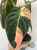 Filodendron (Philodendron) Melanochrysum Variegata Orange