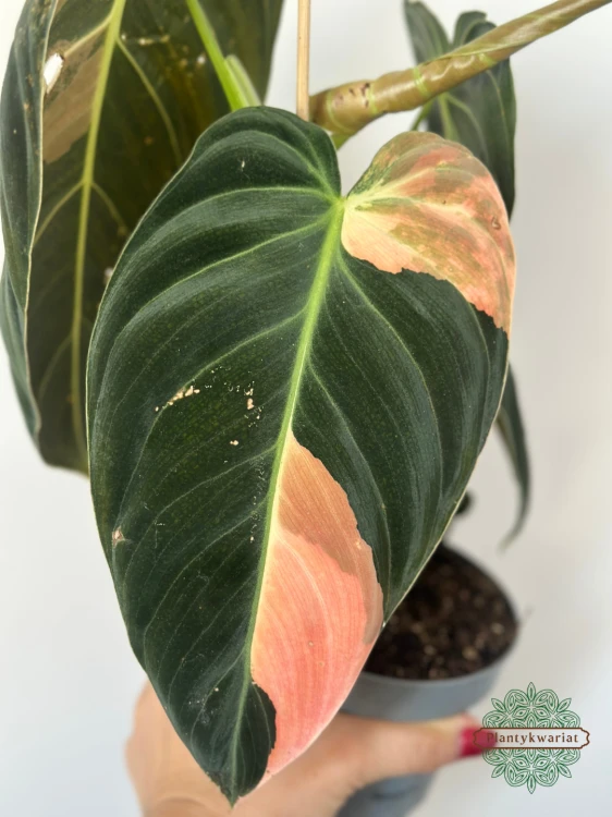 Filodendron (Philodendron) Melanochrysum Variegata Orange