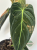 Filodendron (Philodendron) Melanochrysum Variegata Orange