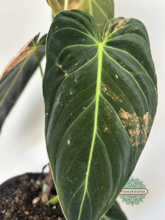 Filodendron (Philodendron) Melanochrysum Variegata Orange