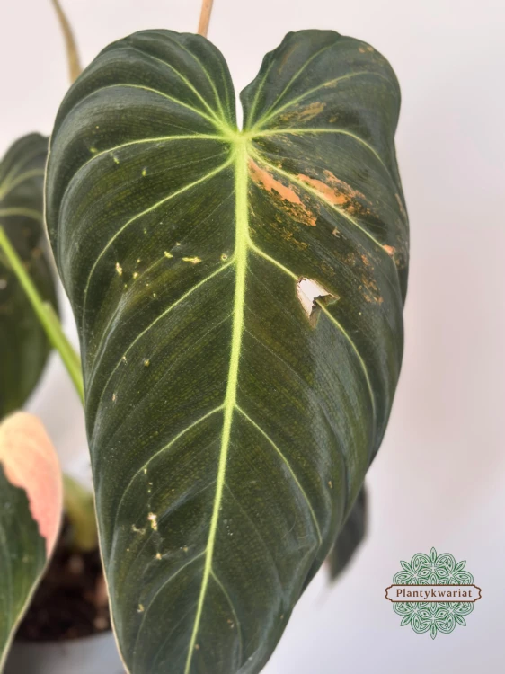 Filodendron (Philodendron) Melanochrysum Variegata Orange