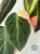 Filodendron (Philodendron) Melanochrysum Variegata Orange