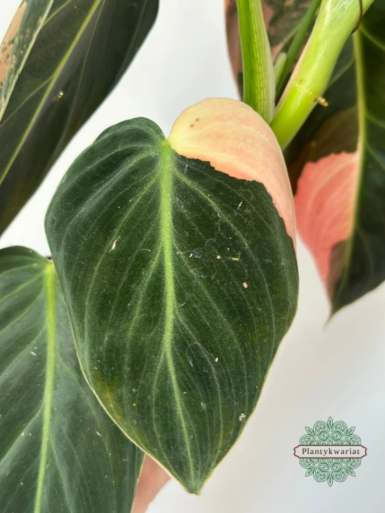Filodendron (Philodendron) Melanochrysum Variegata Orange