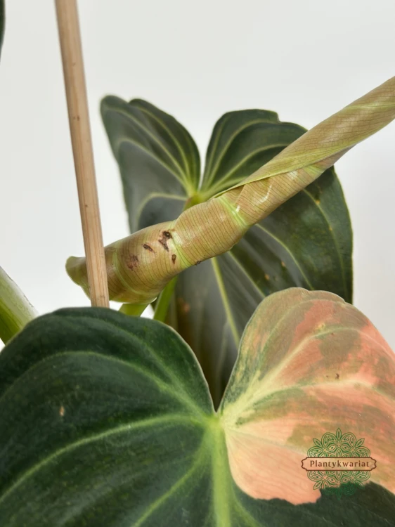 Filodendron (Philodendron) Melanochrysum Variegata Orange