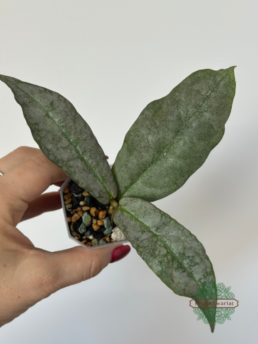 Hoja (Hoya) Mitrata Silver