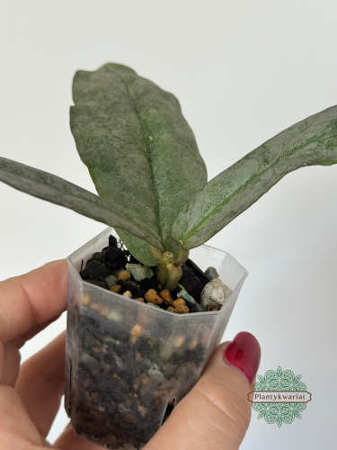 Hoja (Hoya) Mitrata Silver