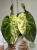 Anthurium Papillilaminum × Magnificum Variegata