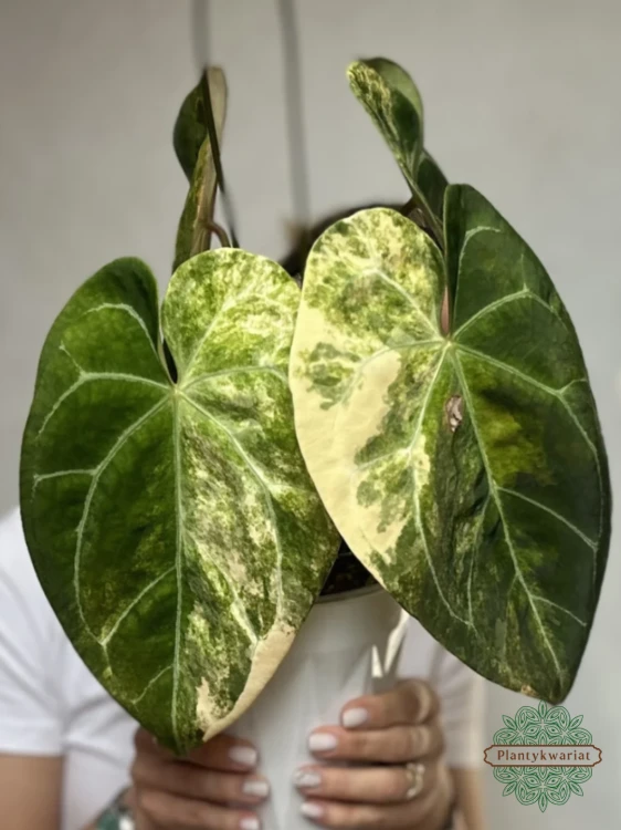 Anthurium Papillilaminum × Magnificum Variegata