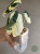 Alokazja (Alocasia) Melo Albo Variegata