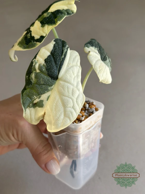 Alokazja (Alocasia) Melo Albo Variegata