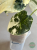 Alokazja (Alocasia) Melo Albo Variegata