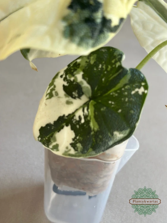 Alokazja (Alocasia) Melo Albo Variegata
