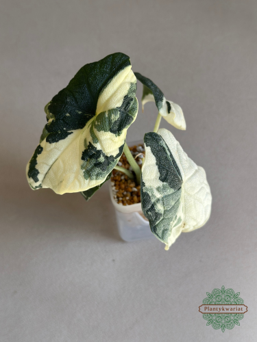 Alokazja (Alocasia) Melo Albo Variegata