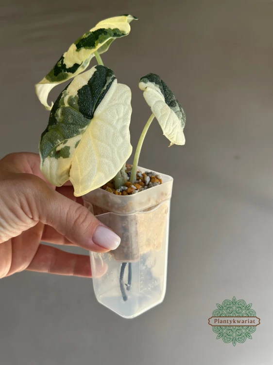 Alokazja (Alocasia) Melo Albo Variegata