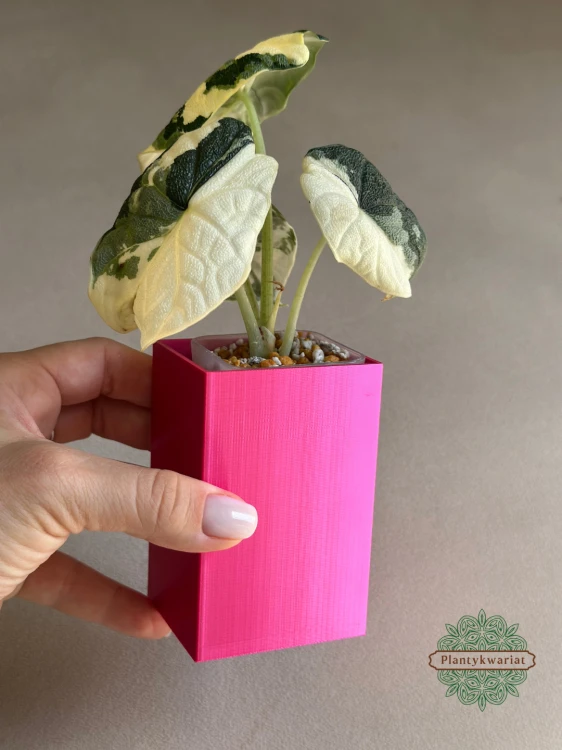 Alokazja (Alocasia) Melo Albo Variegata