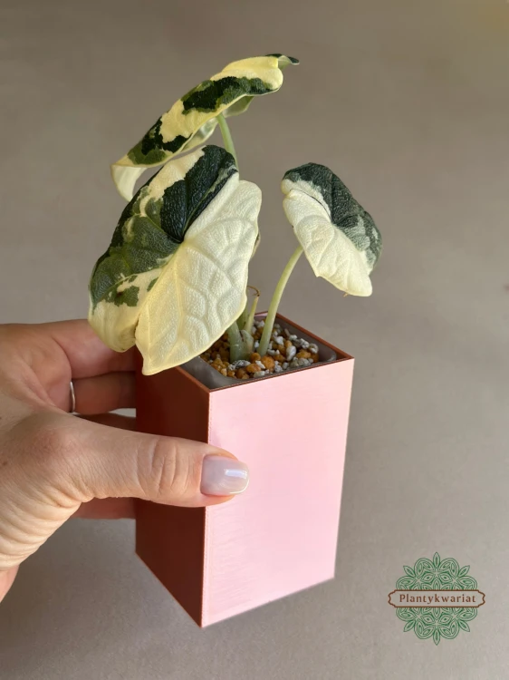 Alokazja (Alocasia) Melo Albo Variegata