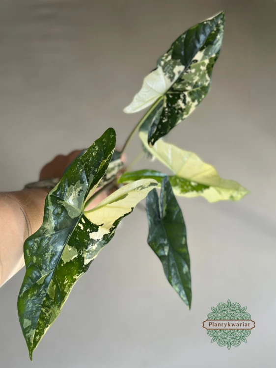 Alokazja (Alocasia) Simpo Albo