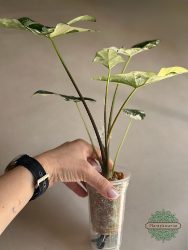 Alokazja (Alocasia) Simpo Albo