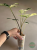 Alokazja (Alocasia) Simpo Albo
