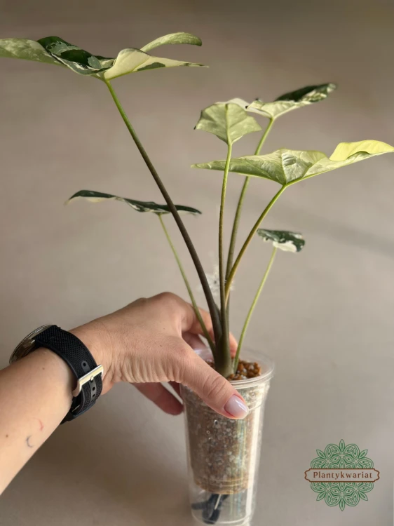 Alokazja (Alocasia) Simpo Albo