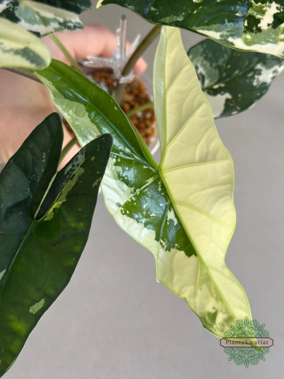 Alokazja (Alocasia) Simpo Albo