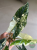 Alokazja (Alocasia) Simpo Albo